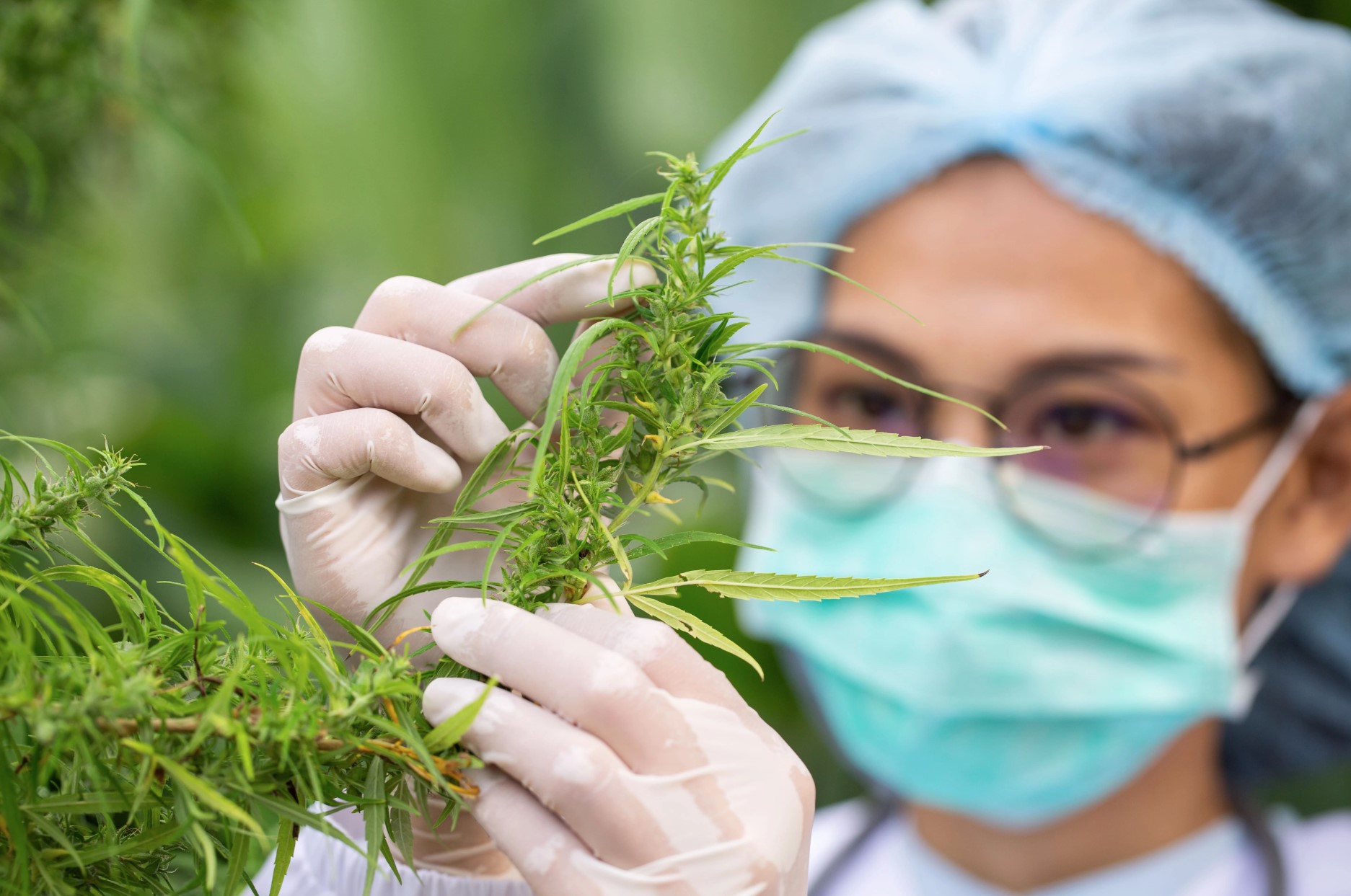 Medisinsk cannabis - NIRASnorge.no