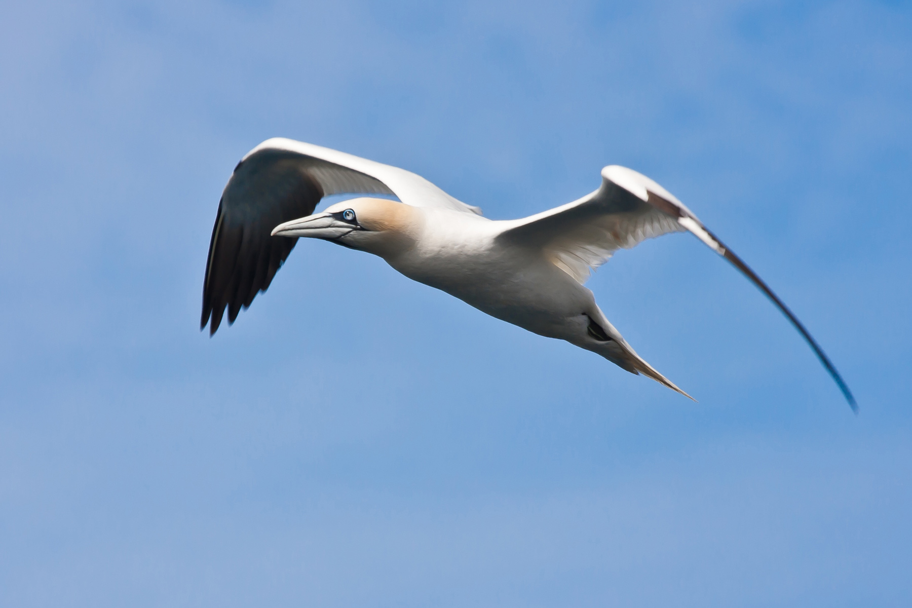 Enviromental Offshore Wind